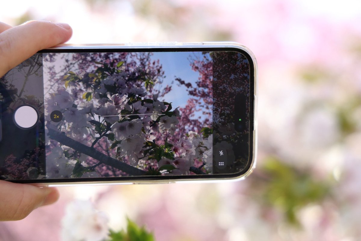 ポンジ先輩 tweet media