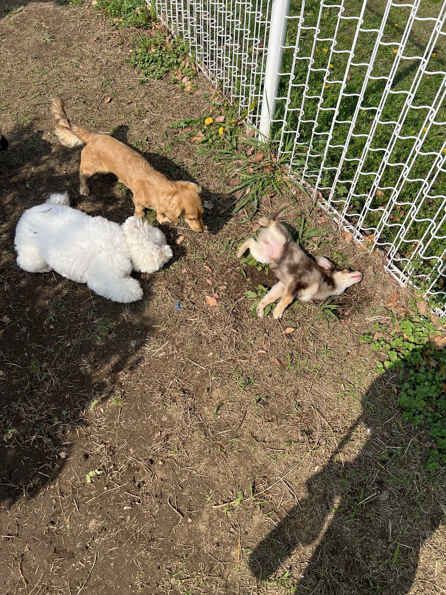 むぎむぎざうるす tweet media