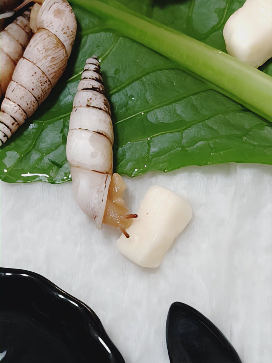 ﾐﾄｽ🐌🌶️赤679緑52 tweet media