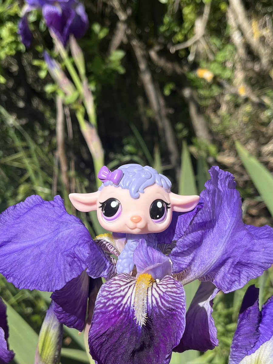 wildest petshop 𓋼𓍊✮☽ tweet media