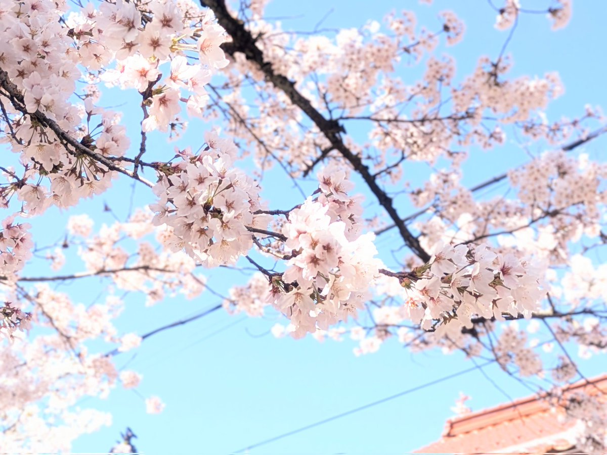 Gingitsune29's tweet photo. がいせん桜
その2

#Pixel8a #絶景巡り #キリトリノセカイ #がいせん桜 #桜巡り https://t.co/wt9JvOr3Ok
