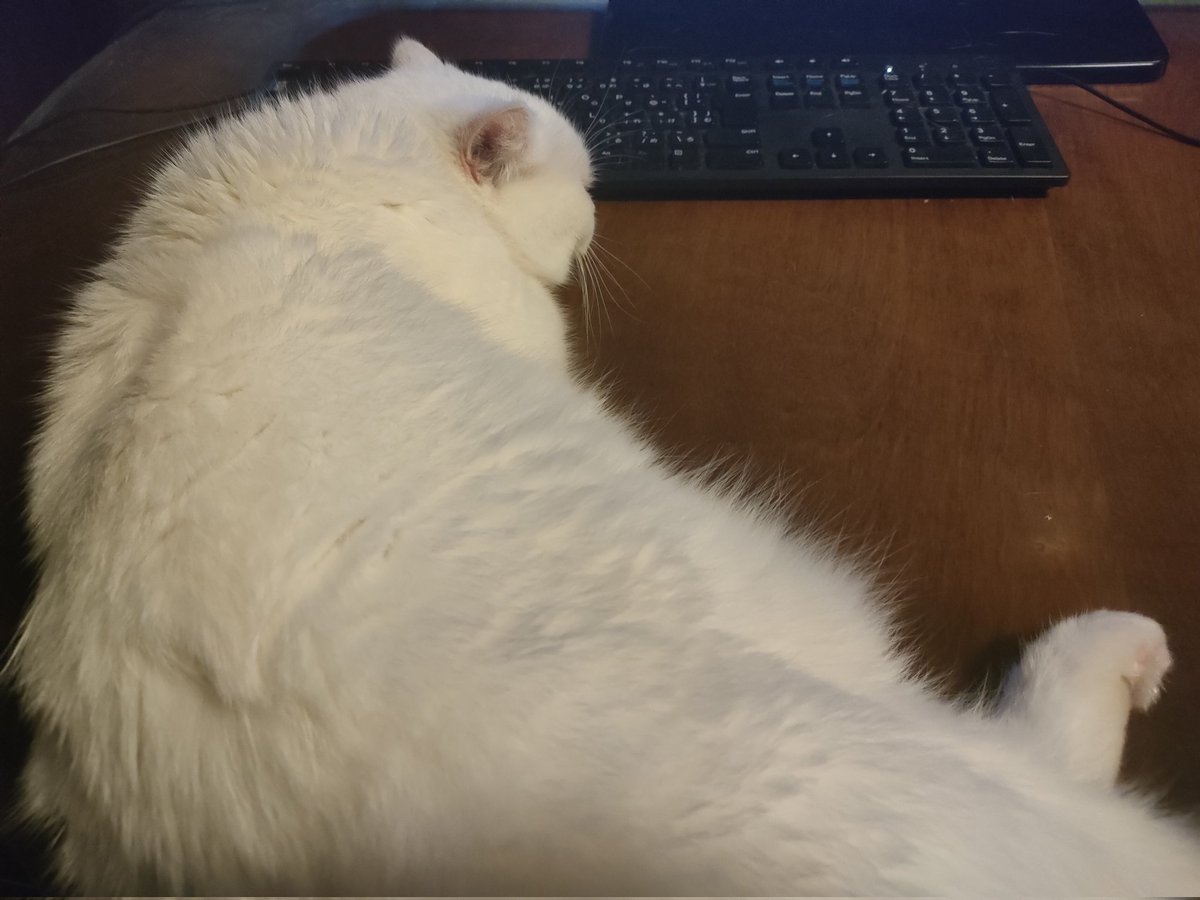 チュロ@春例:ね17/18 tweet media