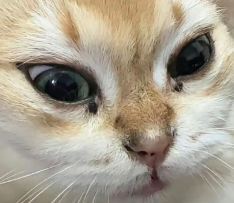 『Lupo』 tweet media