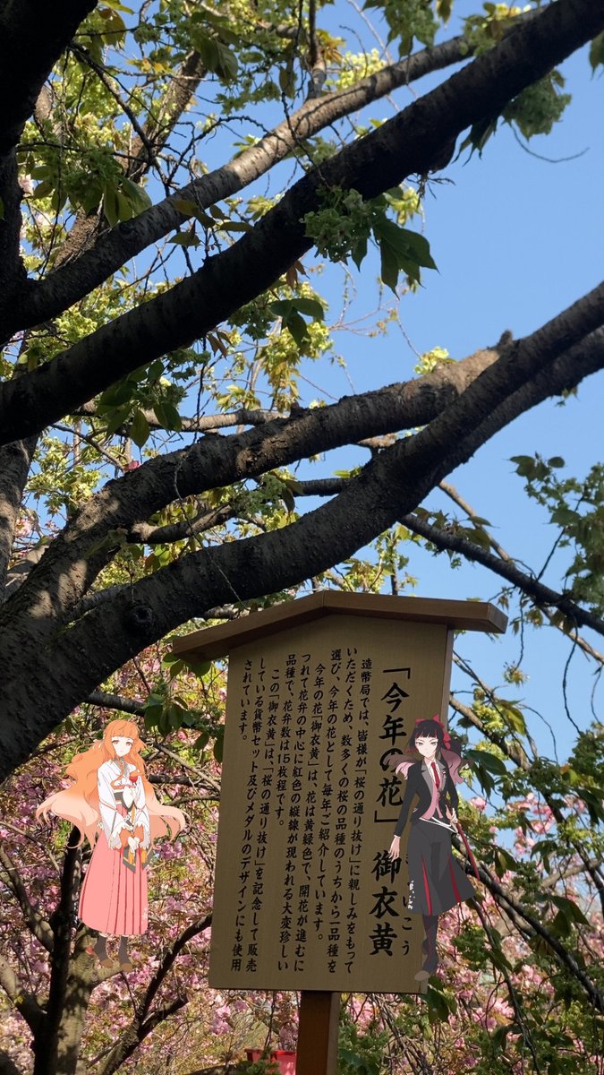 youkolin's tweet photo. 造幣局にて。今年は公開中満開でした
#春夏秋冬代行者
#桜前線マップ
#桜前線マップ_大阪府
https://t.co/omqmZxR7wr https://t.co/yhCUbofsQo