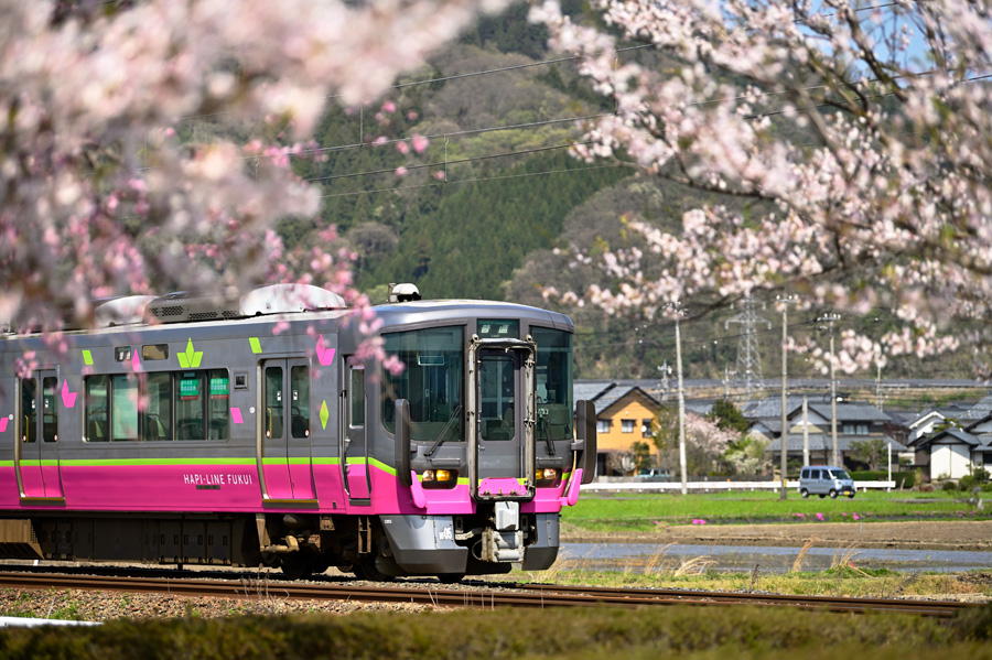 株式会社ハピラインふくい【公式】 tweet media