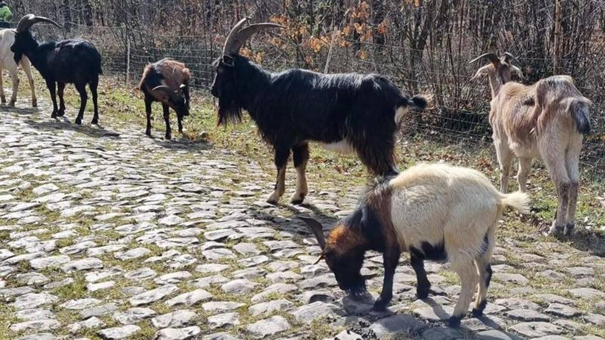 Il signore delle GIF tweet media