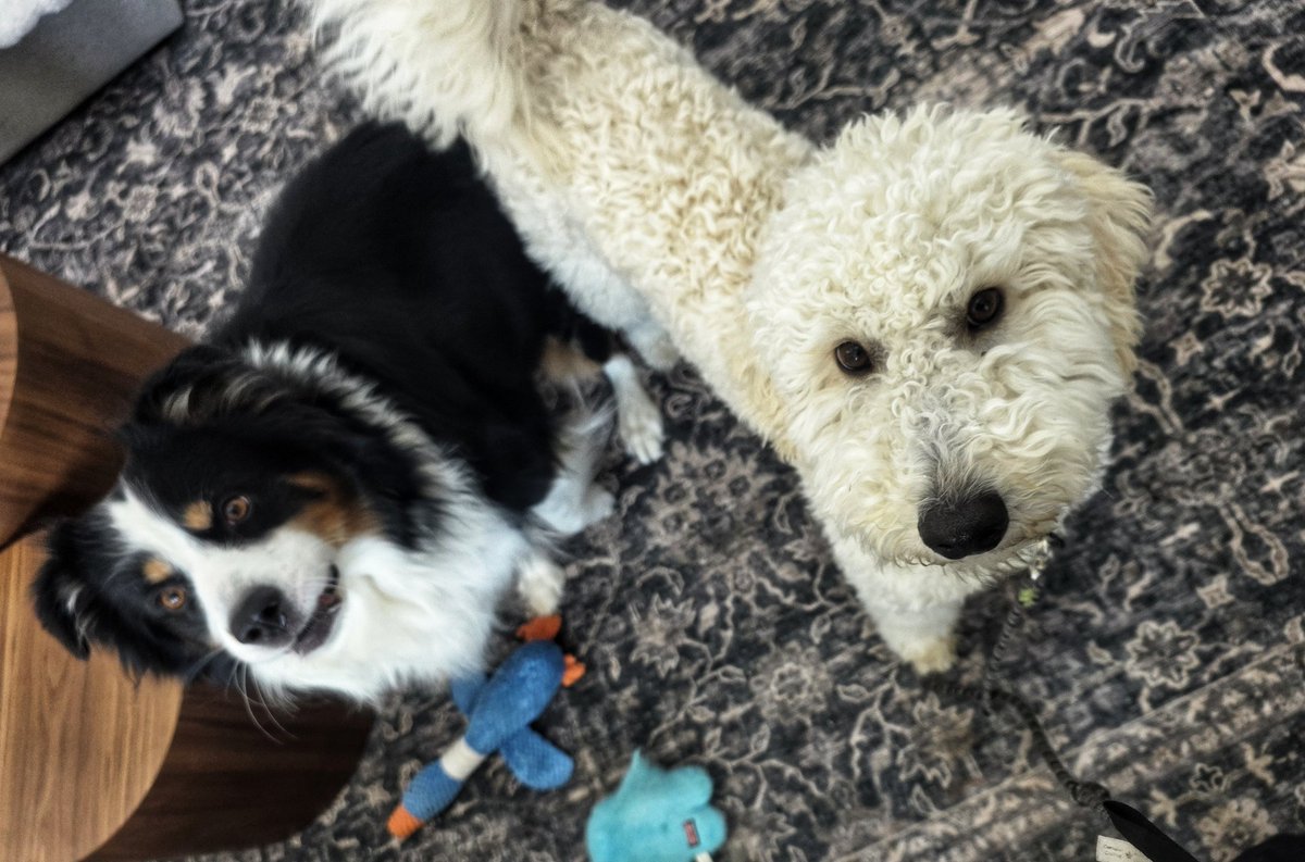WalkinDogwalk's tweet photo. The #posingpups enjoyed winter, spring, and even a touch of summer this week!
❄️🏵☀️🐕🐶🐾❤️
#Saturdaysocial #walkinthedog https://t.co/9KfBQgi4aT