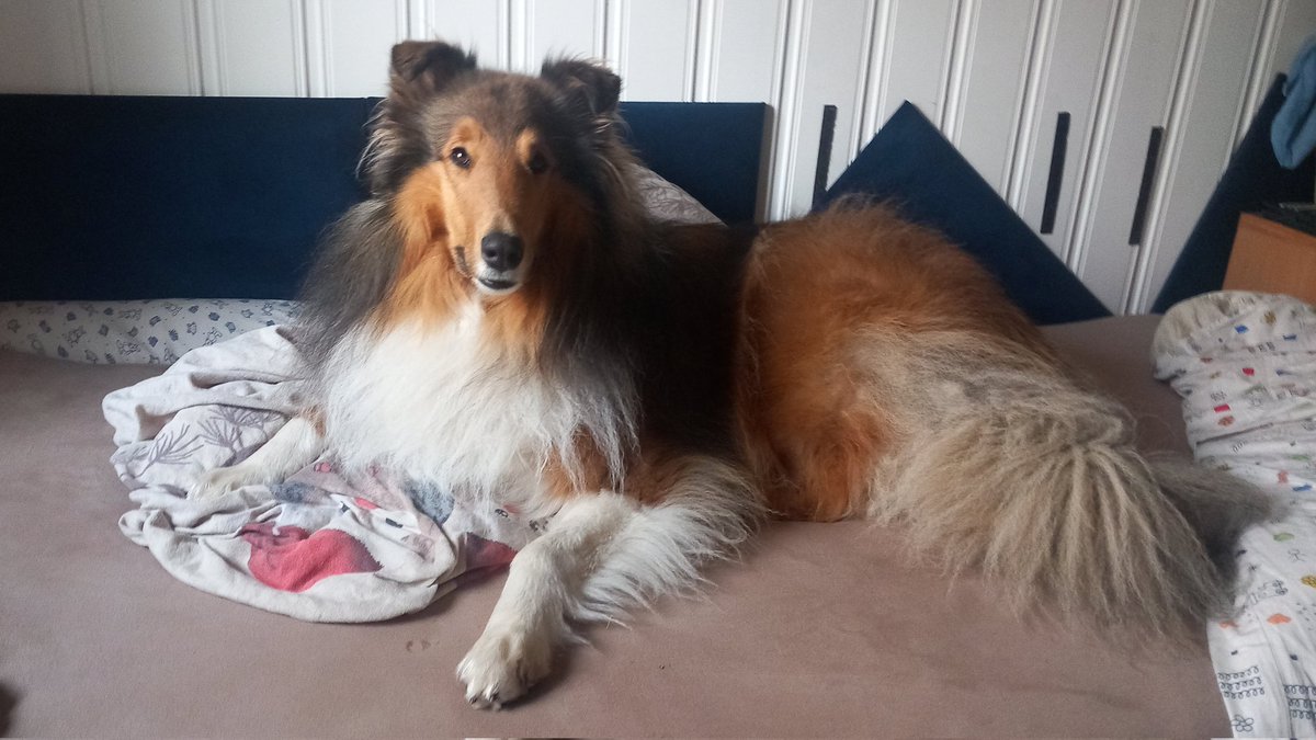 Sir Lucien Barkalot & Gavriel - The IT Collies tweet media