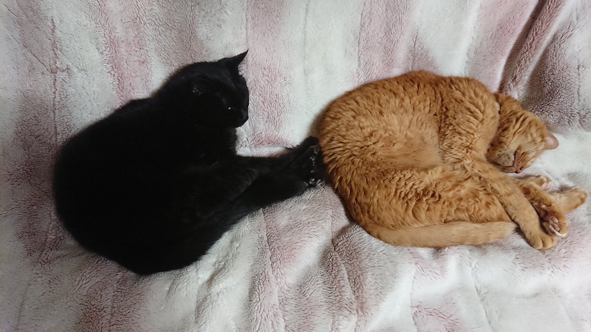 すぱるた猫🐝 tweet media