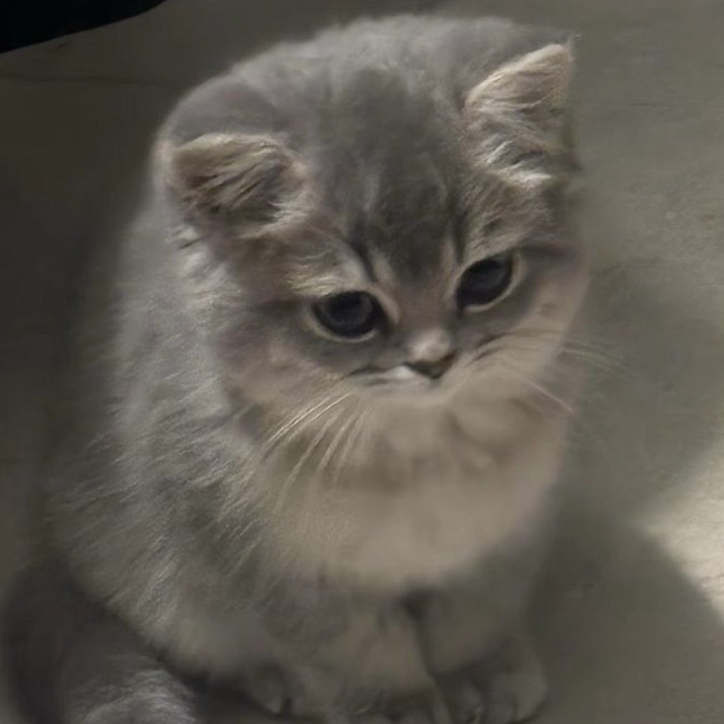 bbyh3art 🐈‍⬛ ྀི tweet media