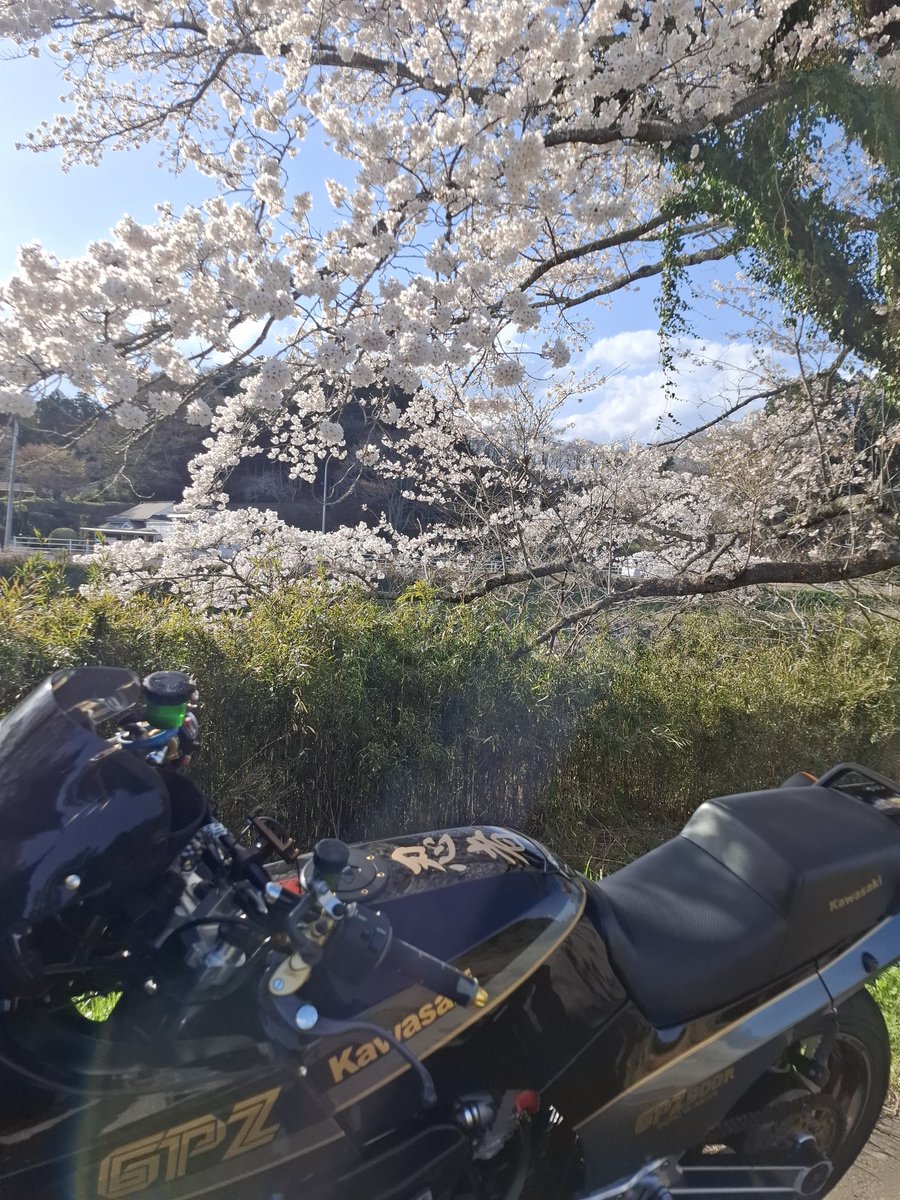 donot_feed's tweet photo. 強風で散っちゃうまえに📸 https://t.co/VxOtdX4OR8