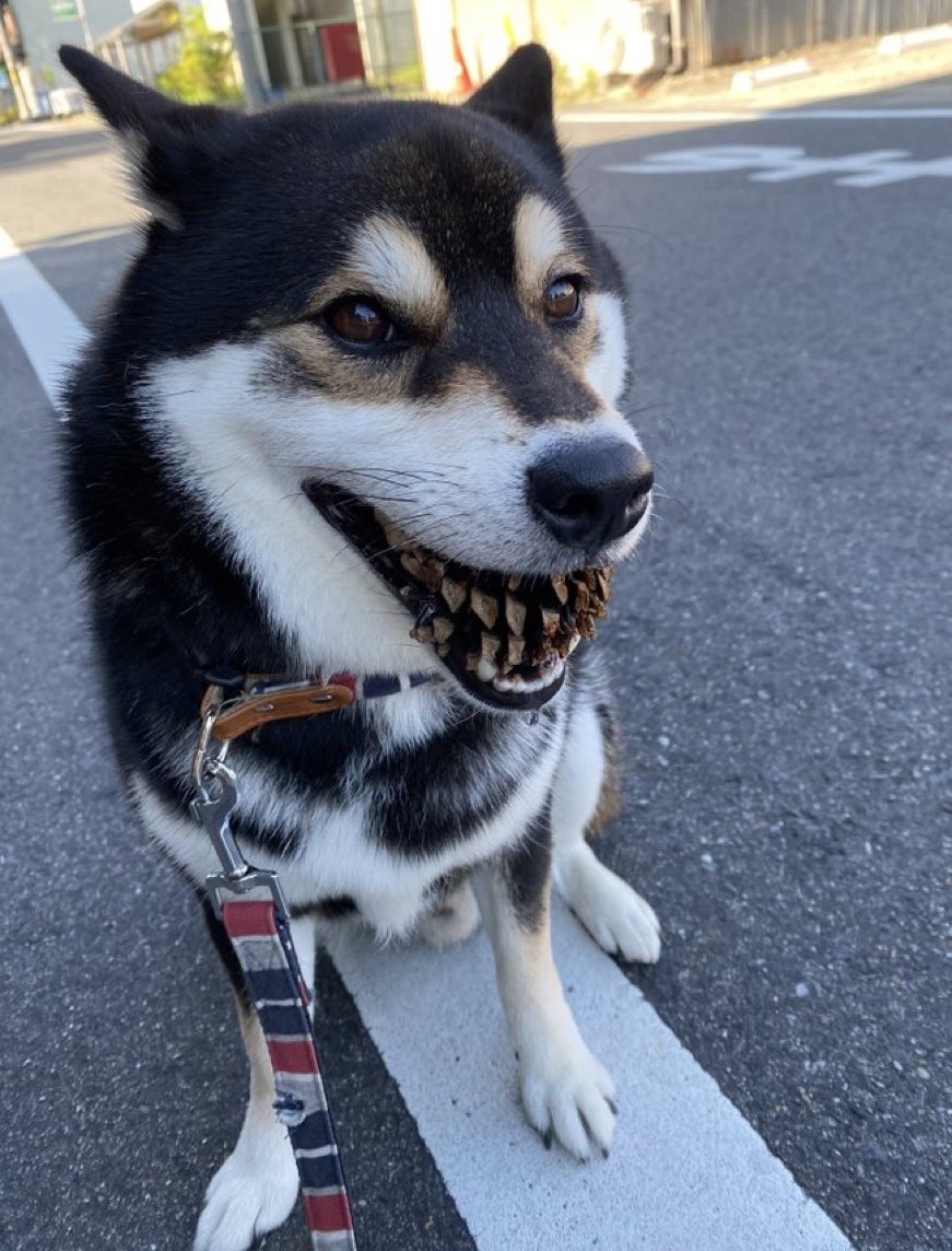 松ぼっくり咥えたわんちゃんがもはやホラー