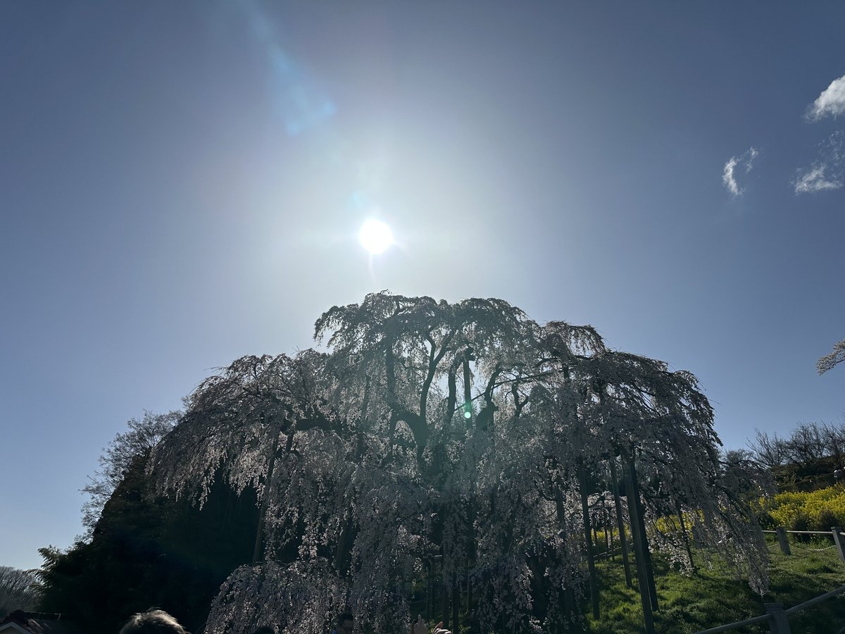 三春の滝桜🌸
日本三大桜　樹齢1000年超。
10年ぶりにエネルギー貰いにきました🌸
息子さんに見せれてよかった☺️