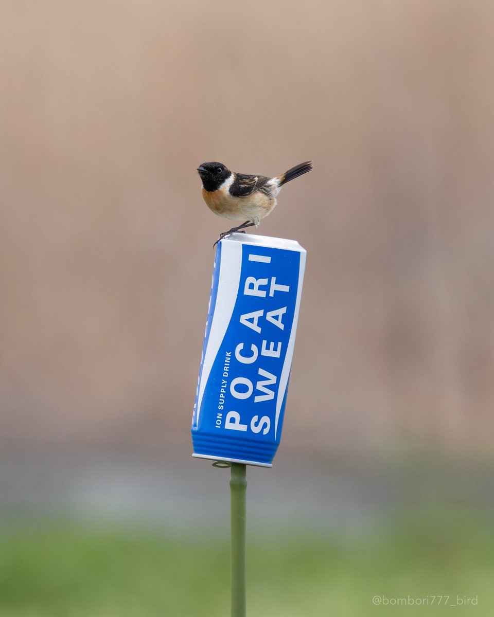 ぼんぼり@野鳥日和 tweet media