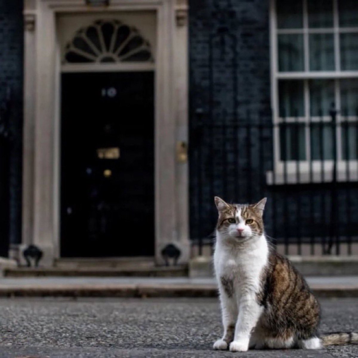 Lee Patriot Hood tweet media