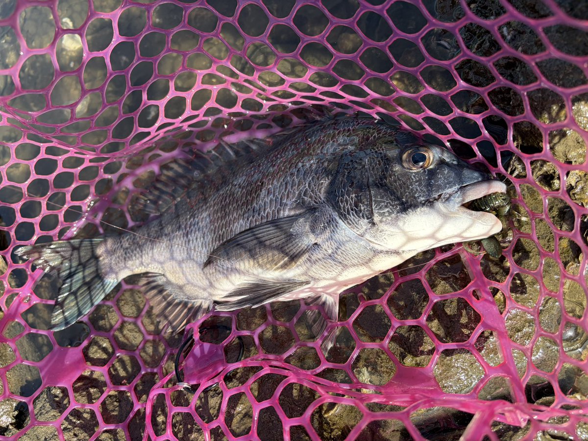 tnyn252525's tweet image. サイトフィッシング😎
ドライブホッグ神経戦の末に良型＆平均クロダイ🐟が釣れました👍
トップは依然不発😅
#OSP
#fishman
#BC4510L