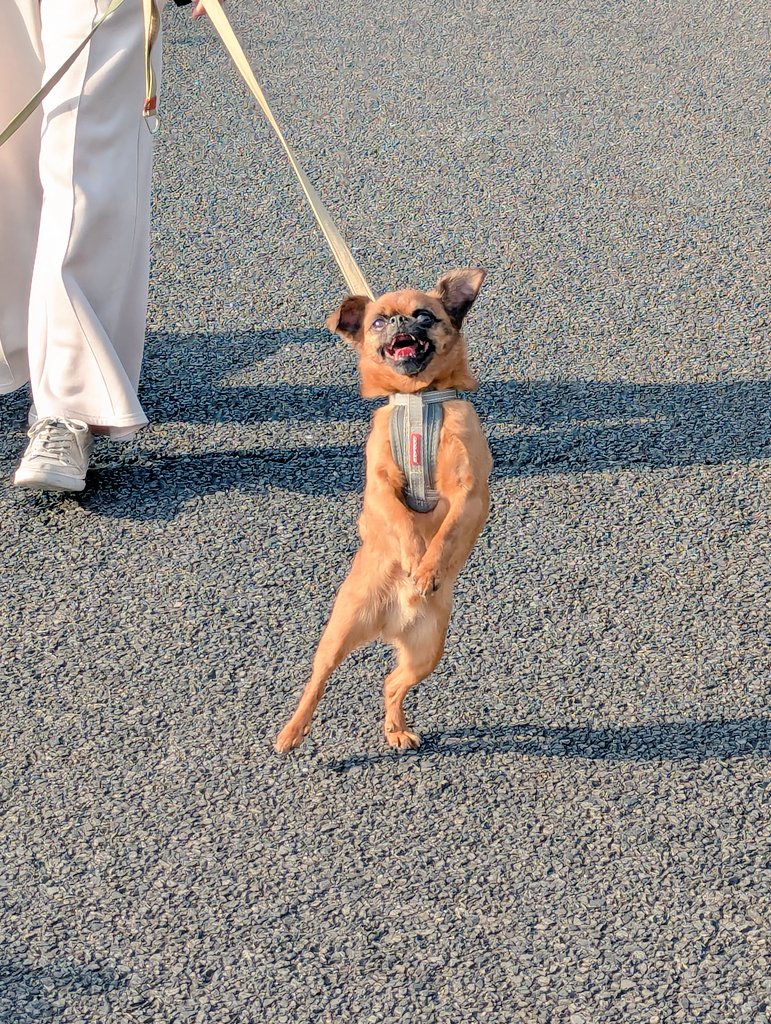 ルンタとビノ tweet media