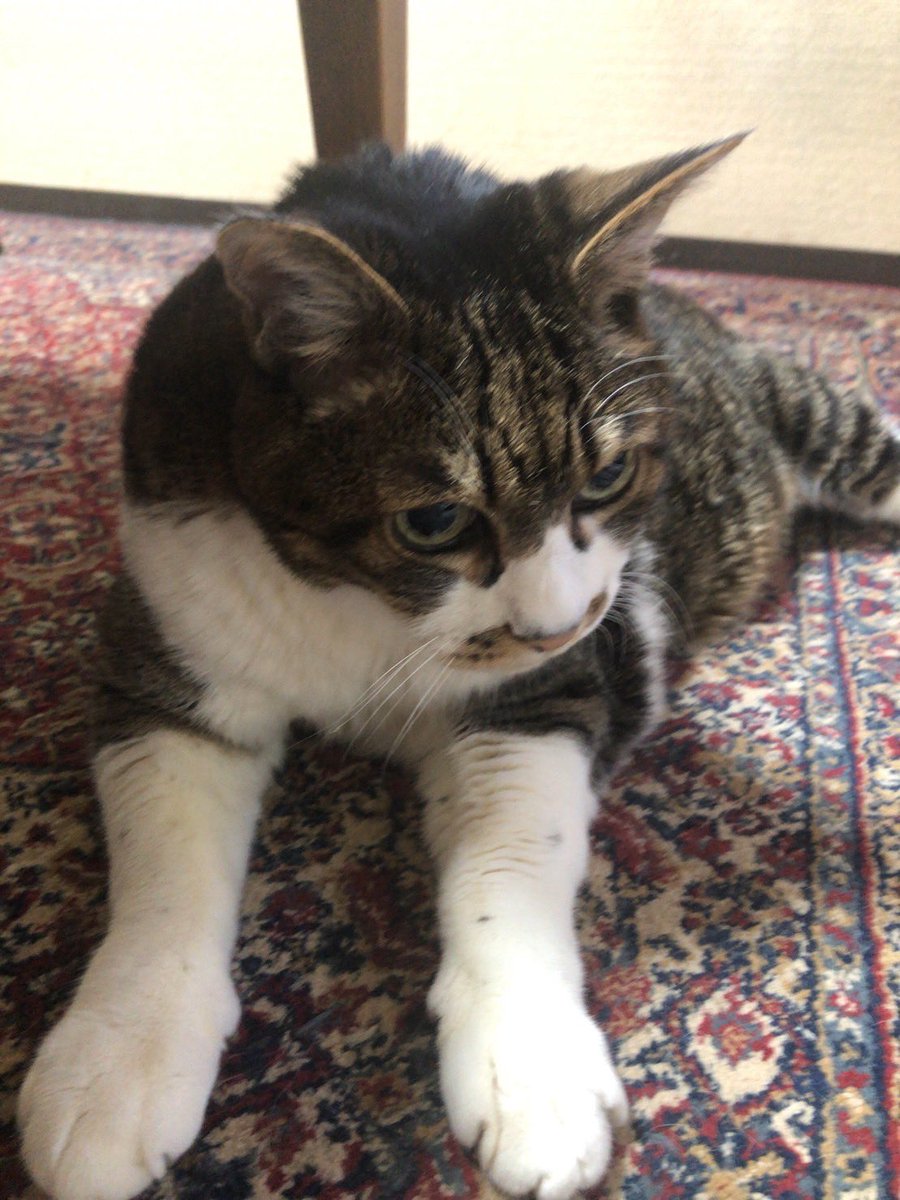 ちさぞう tweet media