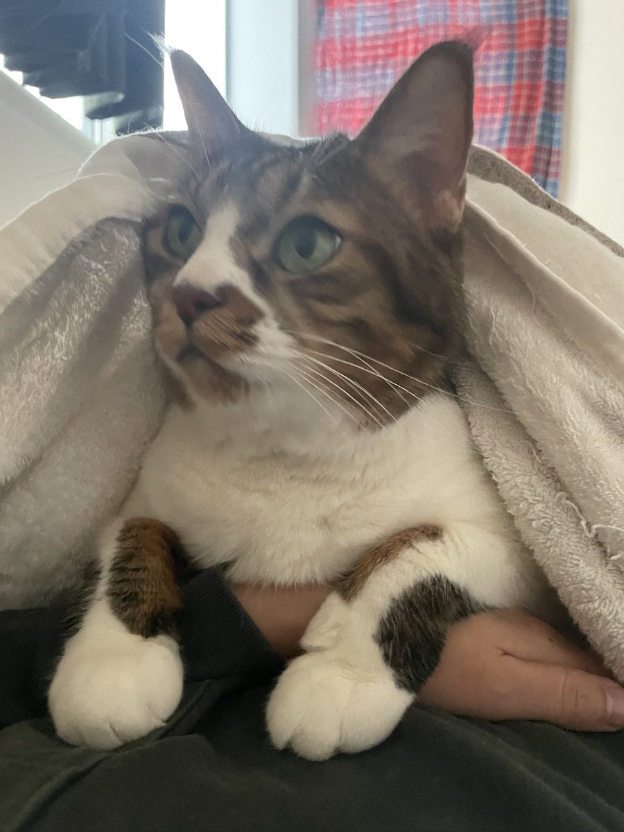 ちさぞう tweet media