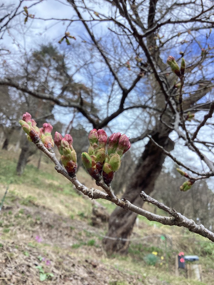mogamiSSC's tweet photo. 愛宕山の本日の様子🌸
白っぽい桜が一足早く開花✨
ソメイヨシノもつぼみが大きくなってきました😊
愛宕山は来週から、桜ライトアップが開始🔦
今月末の4月26日（日）には「もがみ桜まつり」も開催🏮
最上町にも春の訪れが感じられてきました♪

イベントの情報はこちら👇
https://t.co/B2q2l6z53V https://t.co/Sr5XDT7Wa7
