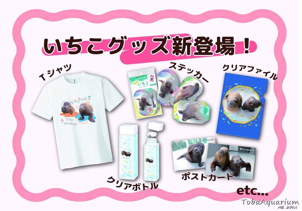 4月15日(水)にセイウチ「いちこ」が２歳の誕生日を迎えます㊗️
これを記念して、いちこのお誕生日をお祝いするイベントや新グッズが続々登場‼️
みんなで２歳になるいちこをお祝いしましょう🎂🎉

詳しくはこちら▶️aquarium.co.jp/topics/260411_…

#鳥羽水族館 #セイウチ