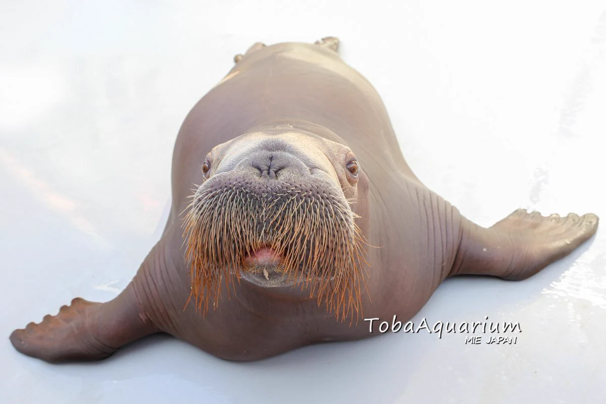 鳥羽水族館（TOBA AQUARIUM） on X: 