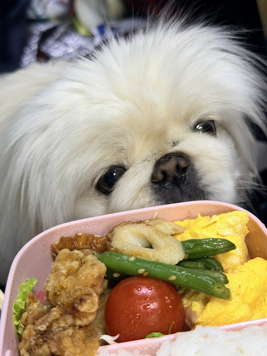 ペキニーズのビュービュー tweet media