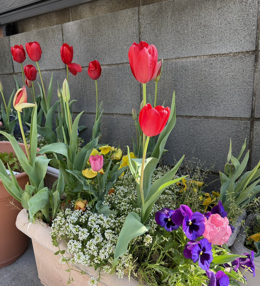 我が家のプランターに、チューリップ🌷が咲きました🌸
春だなーー☘️
今日は常任理事会があり、お仕事忙しいけど頑張ろう💪💪