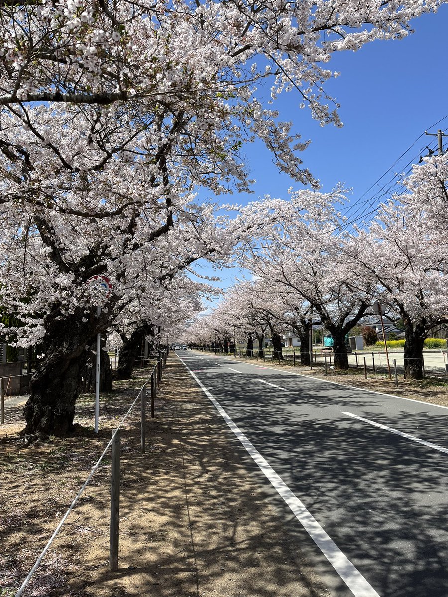 杏仁ﾚﾓﾝﾃｨｰ🍋COMIC1☆28【J12b】 tweet media