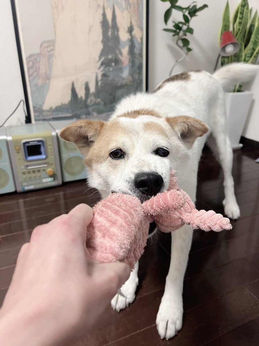 NPO法人アニマルレスキューたんぽぽ＠大阪府豊能郡能勢町の動物保護団体 tweet media