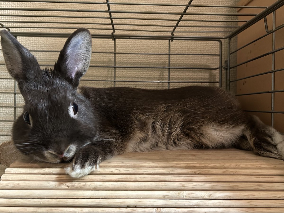 そら🐰のお腹の毛

顎の下の毛は固まらなくなりました。