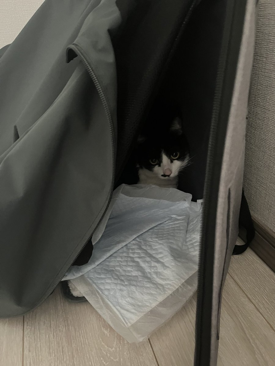 ふるいち tweet media