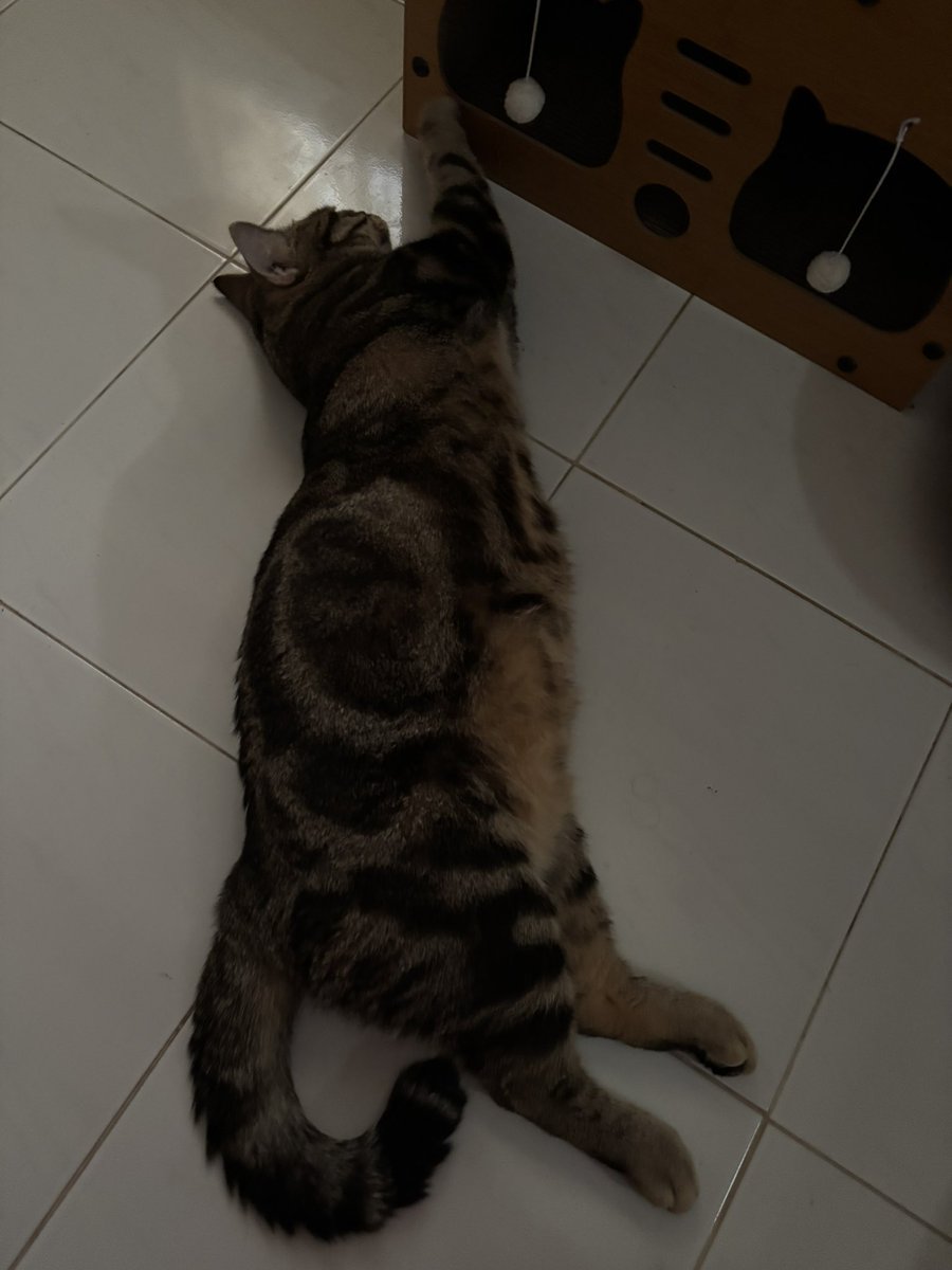 ♡︎ ᴘᴀʀᴋᴜ.ᴜ ˙Ⱉ˙ ʕ•ᴥ•ʔ tweet media