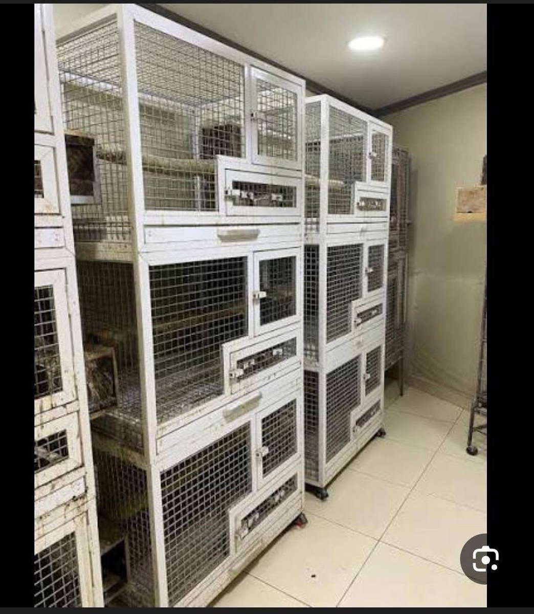 Ernesto’s Sanctuary for Syrian Cats tweet media