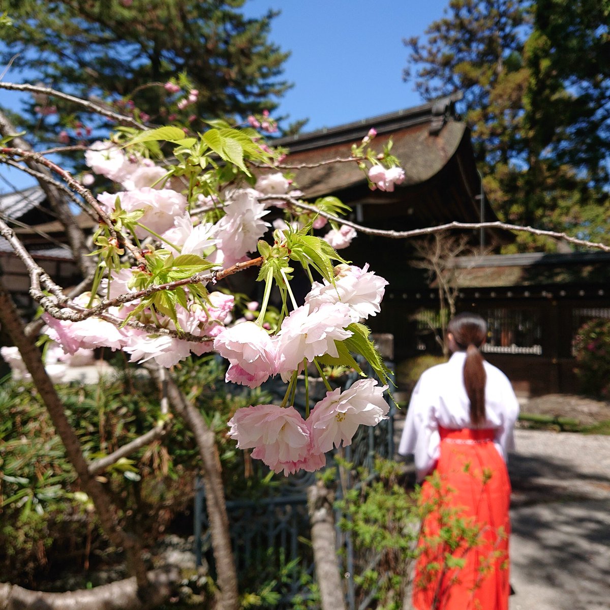 takebetaisha's tweet photo. 八重桜が開花しました🌸
#建部大社 #八重桜  #花見 https://t.co/xWriogcn7T