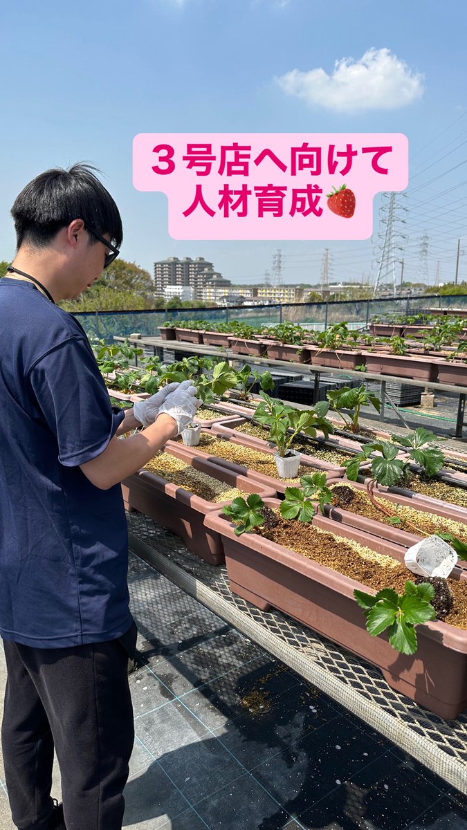 三ツ間卓也@イチゴ農家へ tweet media