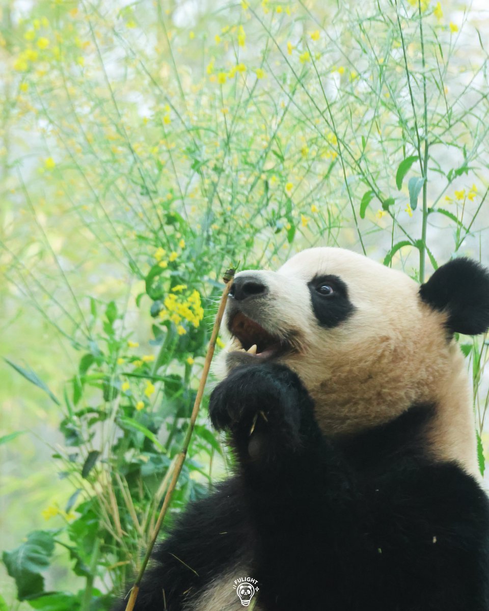 FULIGHT.BAO tweet media