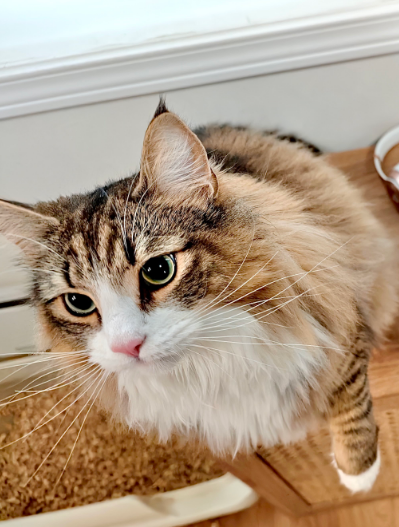 BLACK★STAR tweet media