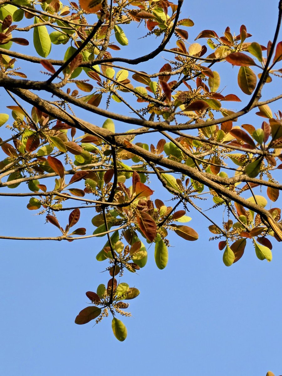 DrAmbrishMithal's tweet image. Chanced upon this beauty in the Gurgaon Aravalli Biodiversity park last evening
I think it's kosum - although am not sure.
A mood elevator regardless of what it's called.

#trees #aravalli #biodiversity #gurgaon

@rameshpandeyifs @pargaien