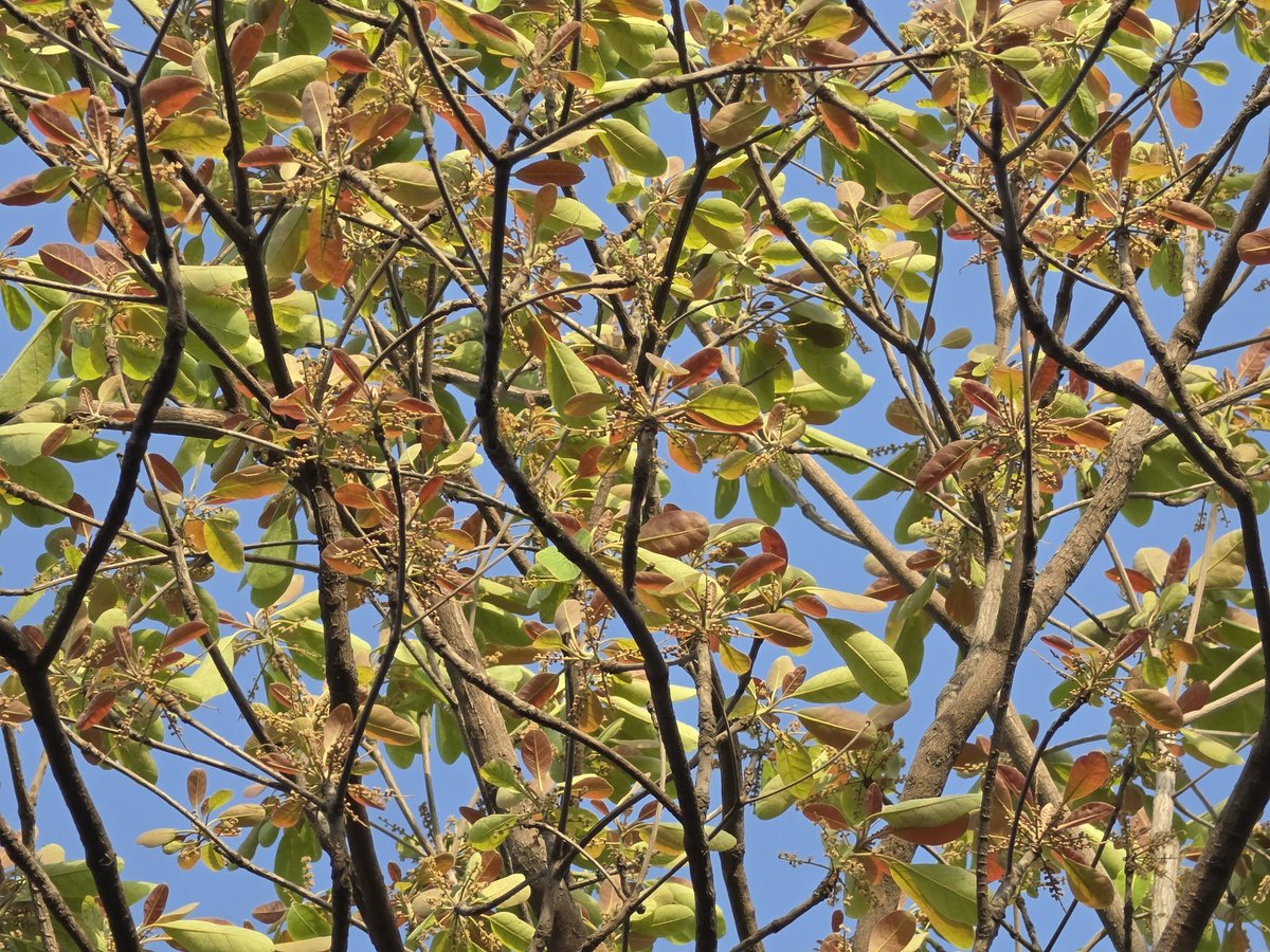 DrAmbrishMithal's tweet image. Chanced upon this beauty in the Gurgaon Aravalli Biodiversity park last evening
I think it's kosum - although am not sure.
A mood elevator regardless of what it's called.

#trees #aravalli #biodiversity #gurgaon

@rameshpandeyifs @pargaien