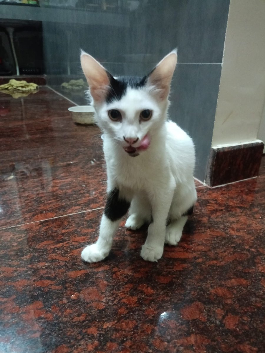 im_divin's tweet photo. This is my final attempt at trying to find a home for these 3 critters. Please repost it for reach, and suggest good shelters if you can't adopt them, they're 4 months old and hella playful, but it has reached a point where I can't afford to have them. Please help. https://t.co/e1qK6nz3xU