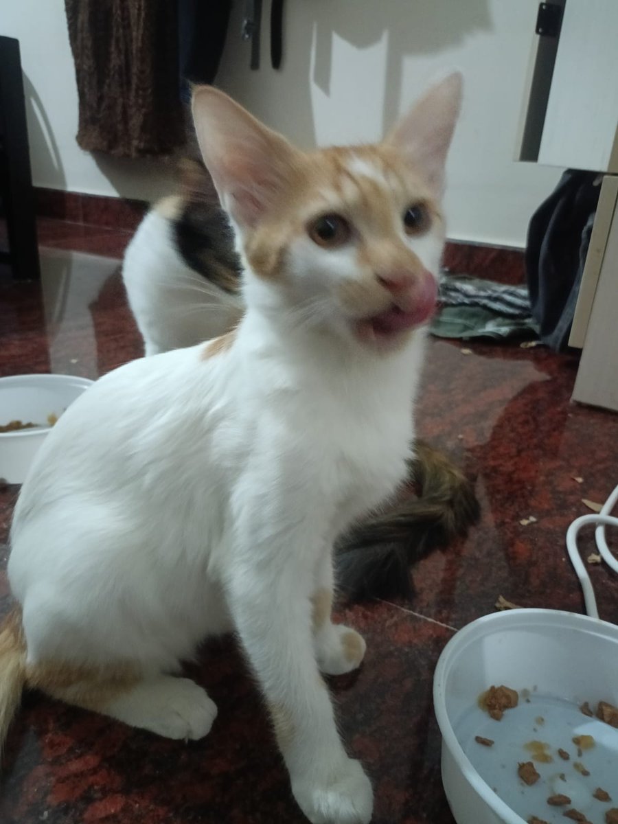 im_divin's tweet photo. This is my final attempt at trying to find a home for these 3 critters. Please repost it for reach, and suggest good shelters if you can't adopt them, they're 4 months old and hella playful, but it has reached a point where I can't afford to have them. Please help. https://t.co/e1qK6nz3xU