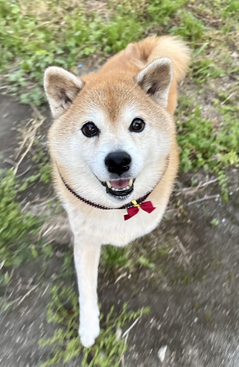 💖柴diary💝 tweet media