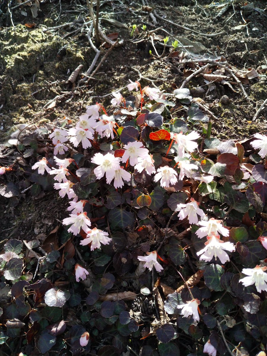 笠山しのび tweet media