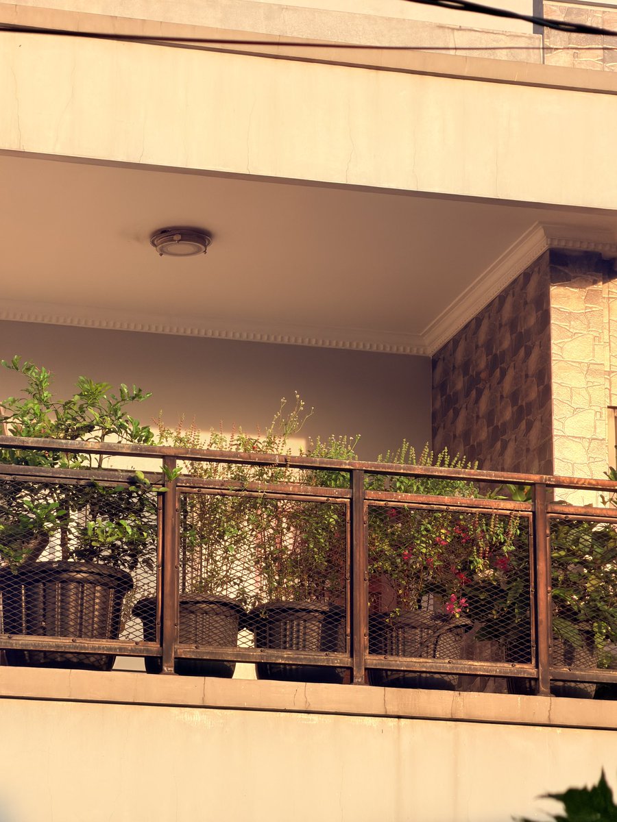 Almond Donuts 🍩 tweet media