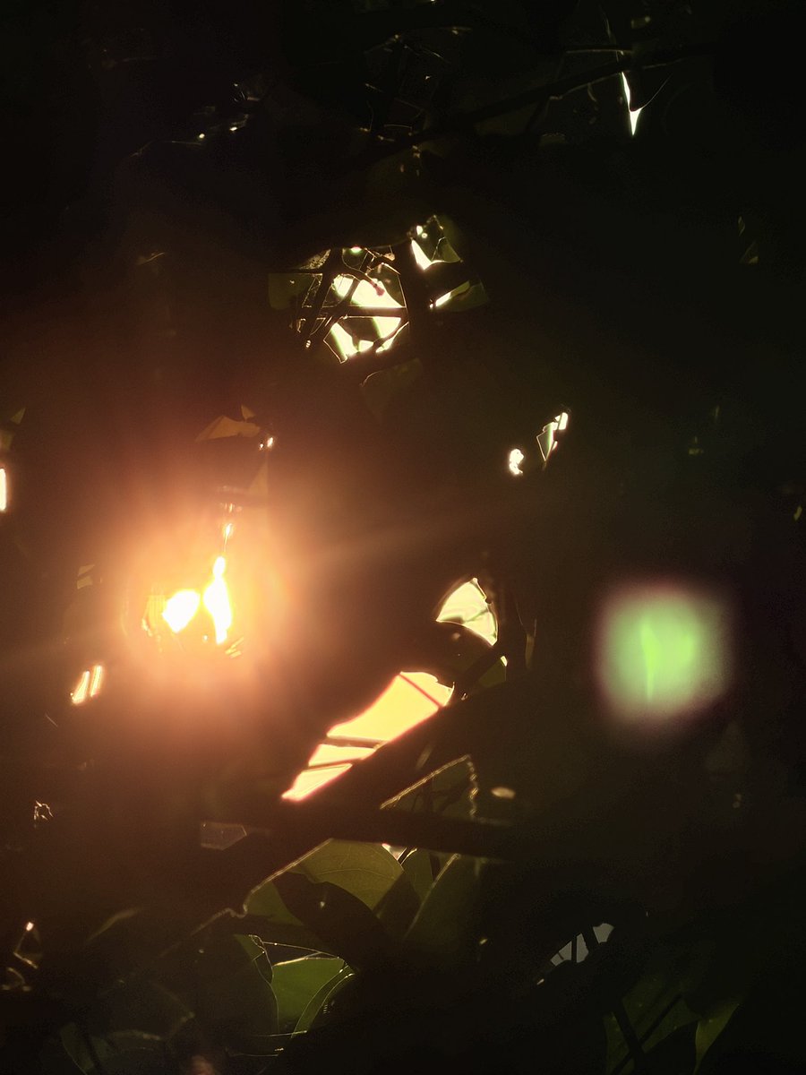 Almond Donuts 🍩 tweet media