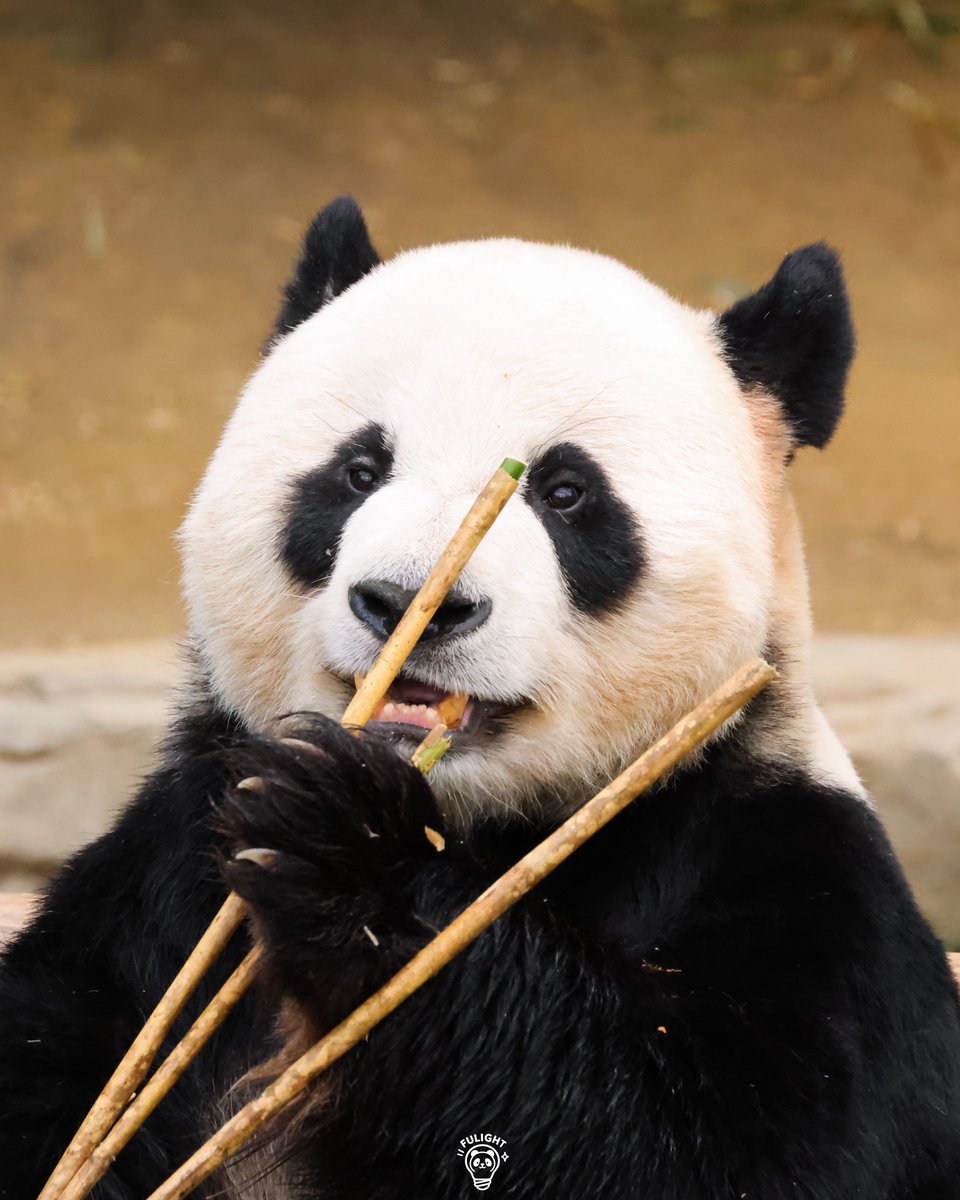 FULIGHT.BAO tweet media