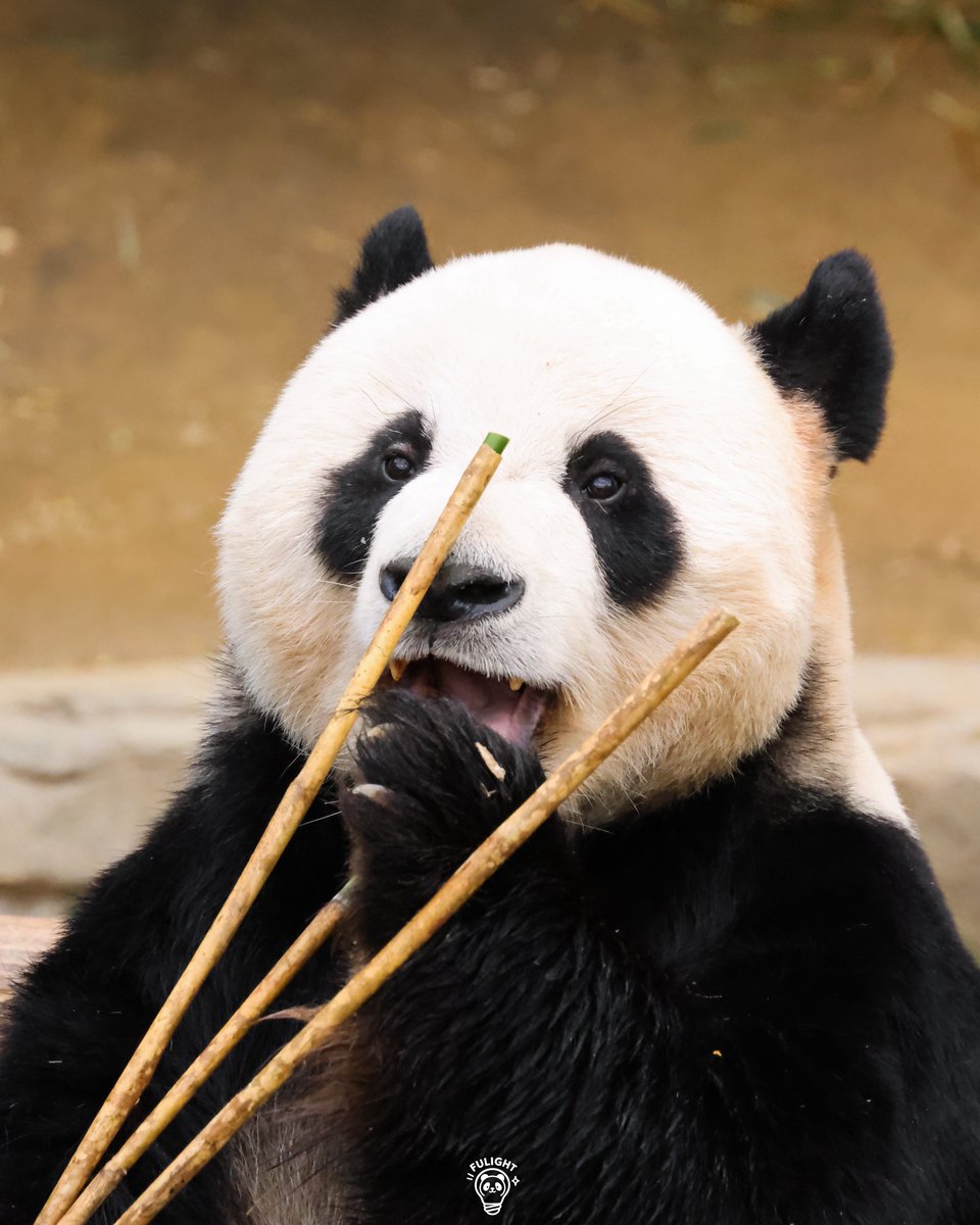 FULIGHT.BAO tweet media