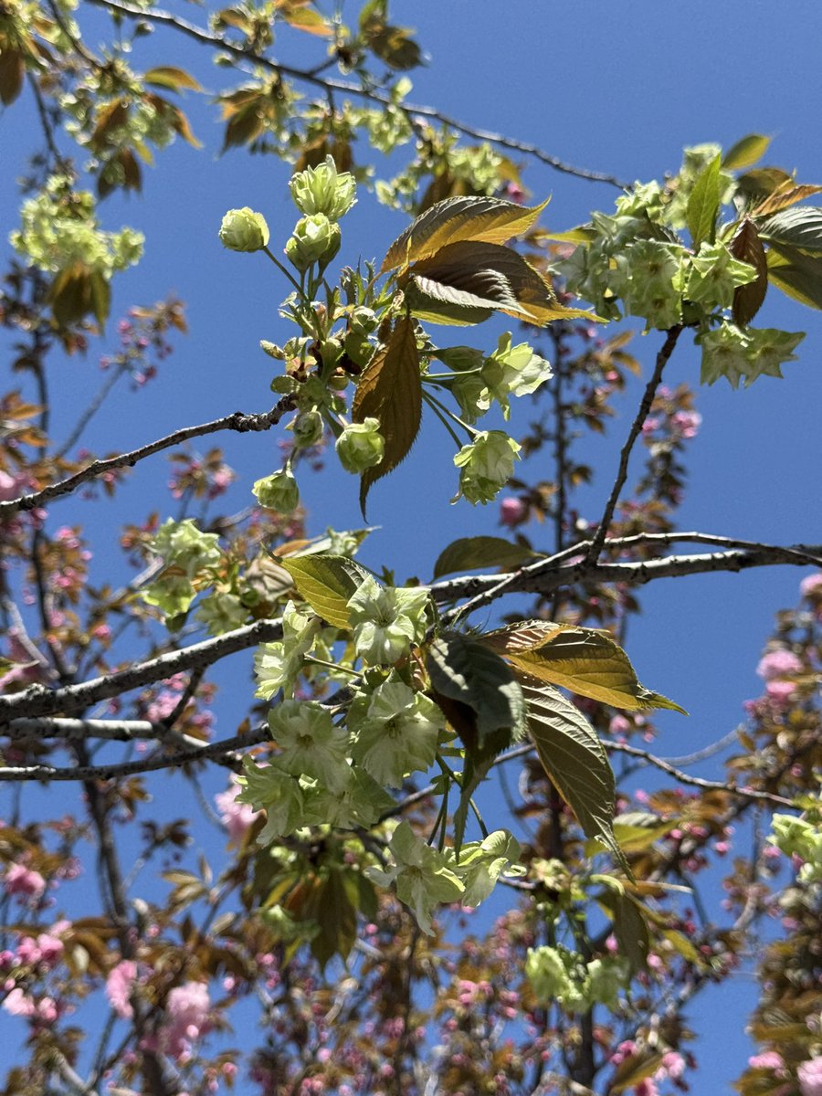 🎐🌻ゆーひん🌻🎐 tweet media