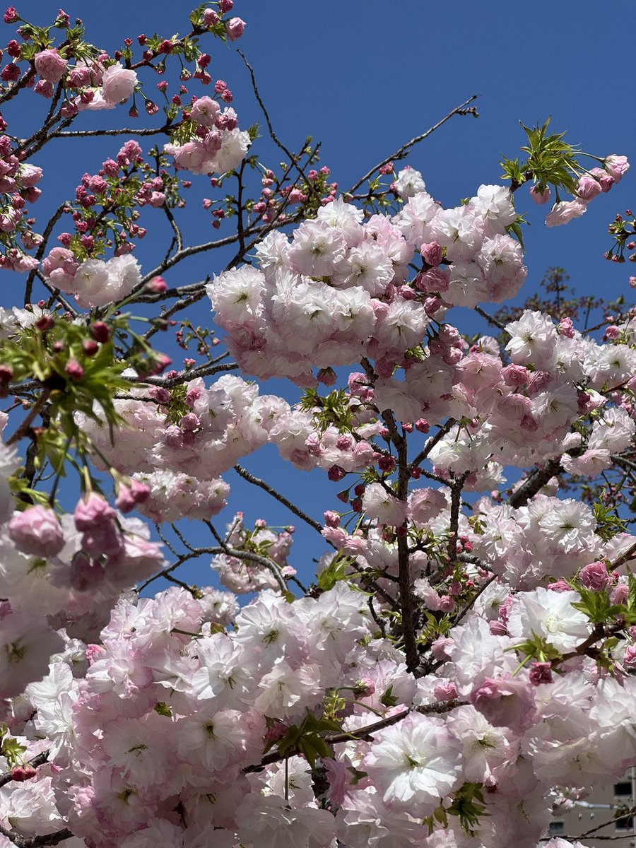 🎐🌻ゆーひん🌻🎐 tweet media